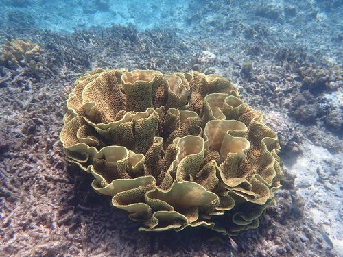 Yellow Scroll Coral