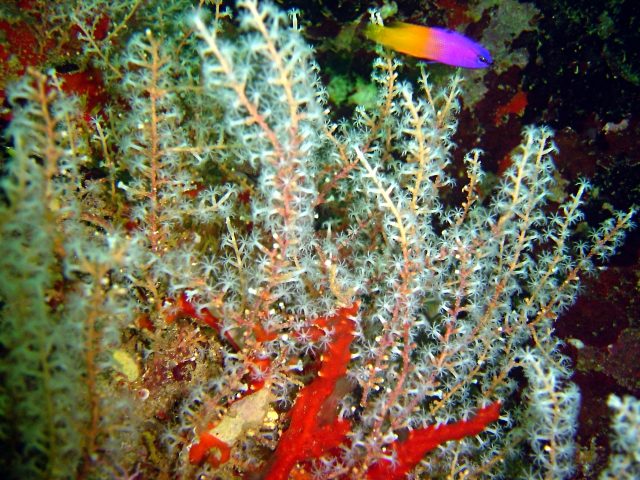 Yellow Finger Gorgonian