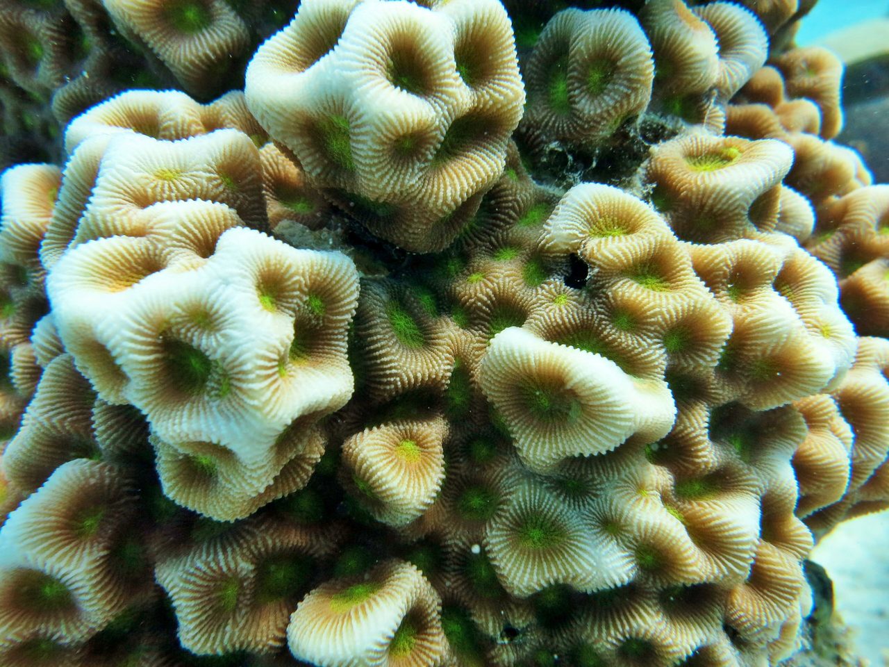 Halicora Star Coral