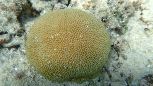 Horn Coral