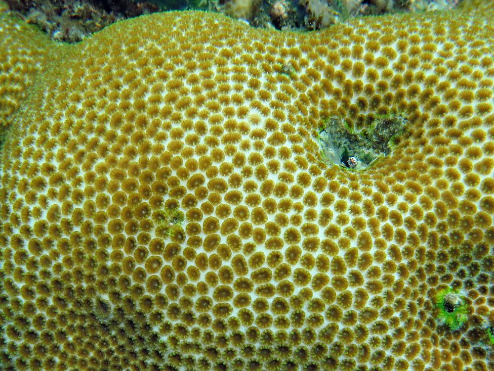Pale Star Coral