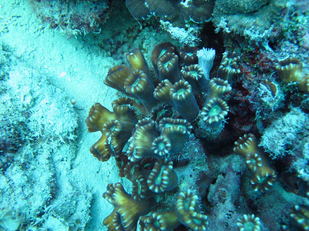 Candy Cane Coral