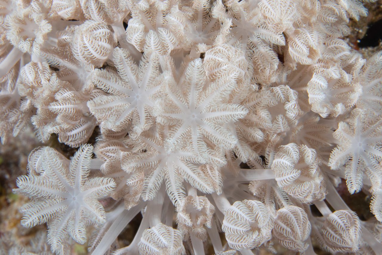Garcia's Pulse Coral