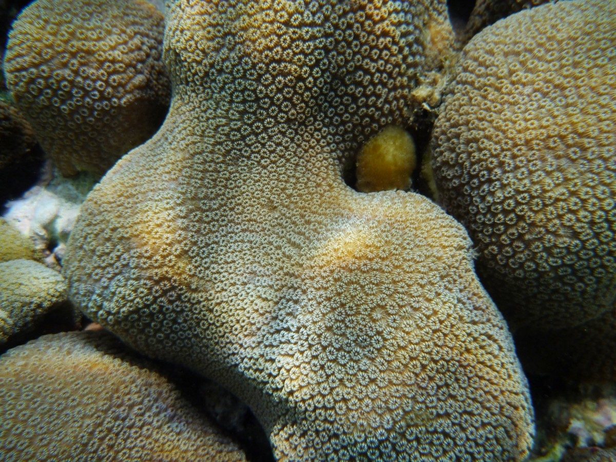 Boulder Coral