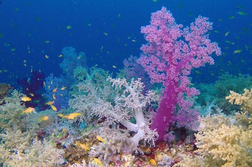 Carnation Coral