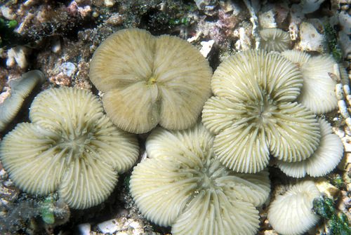 Razor Coral