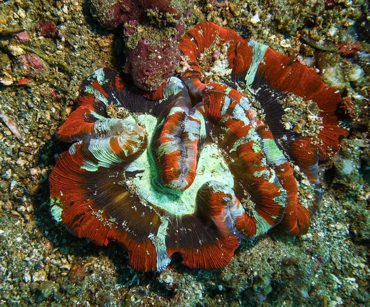 Two-lobed Brain Coral