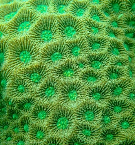 Pentagon Star Coral