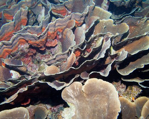 Flowering Rice Coral