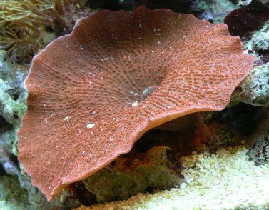 Superman Mushroom