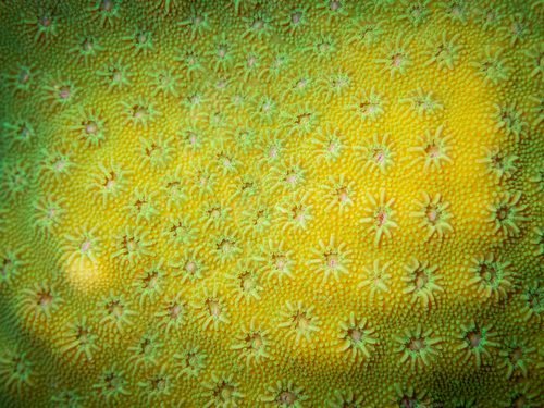 Cyphastrea