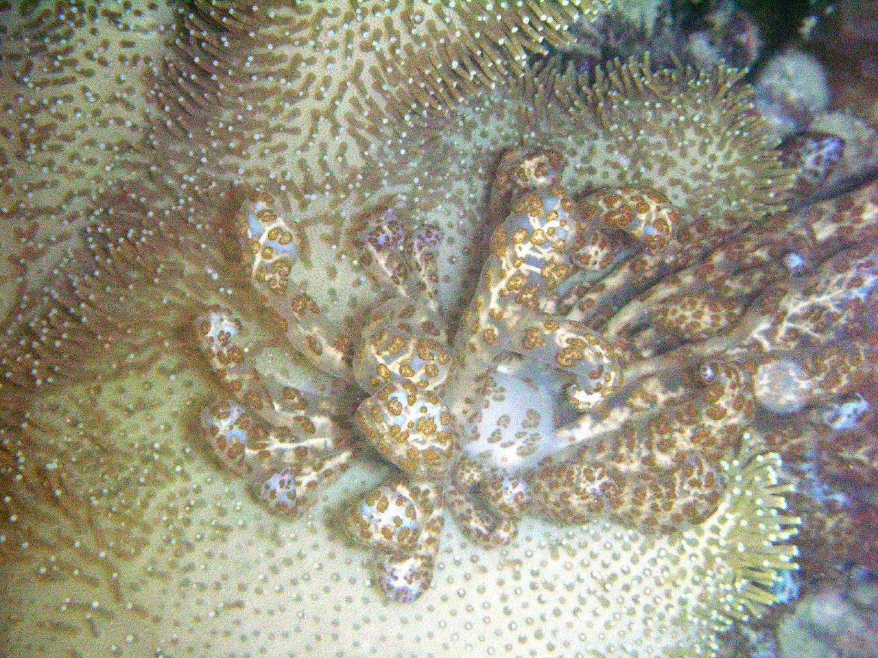 Toadstool Leather Coral