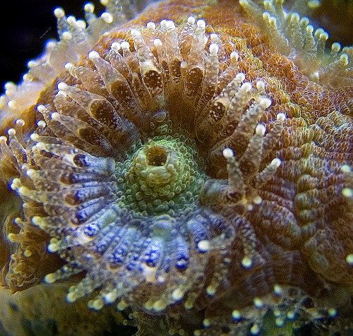 Veron's Micromussa