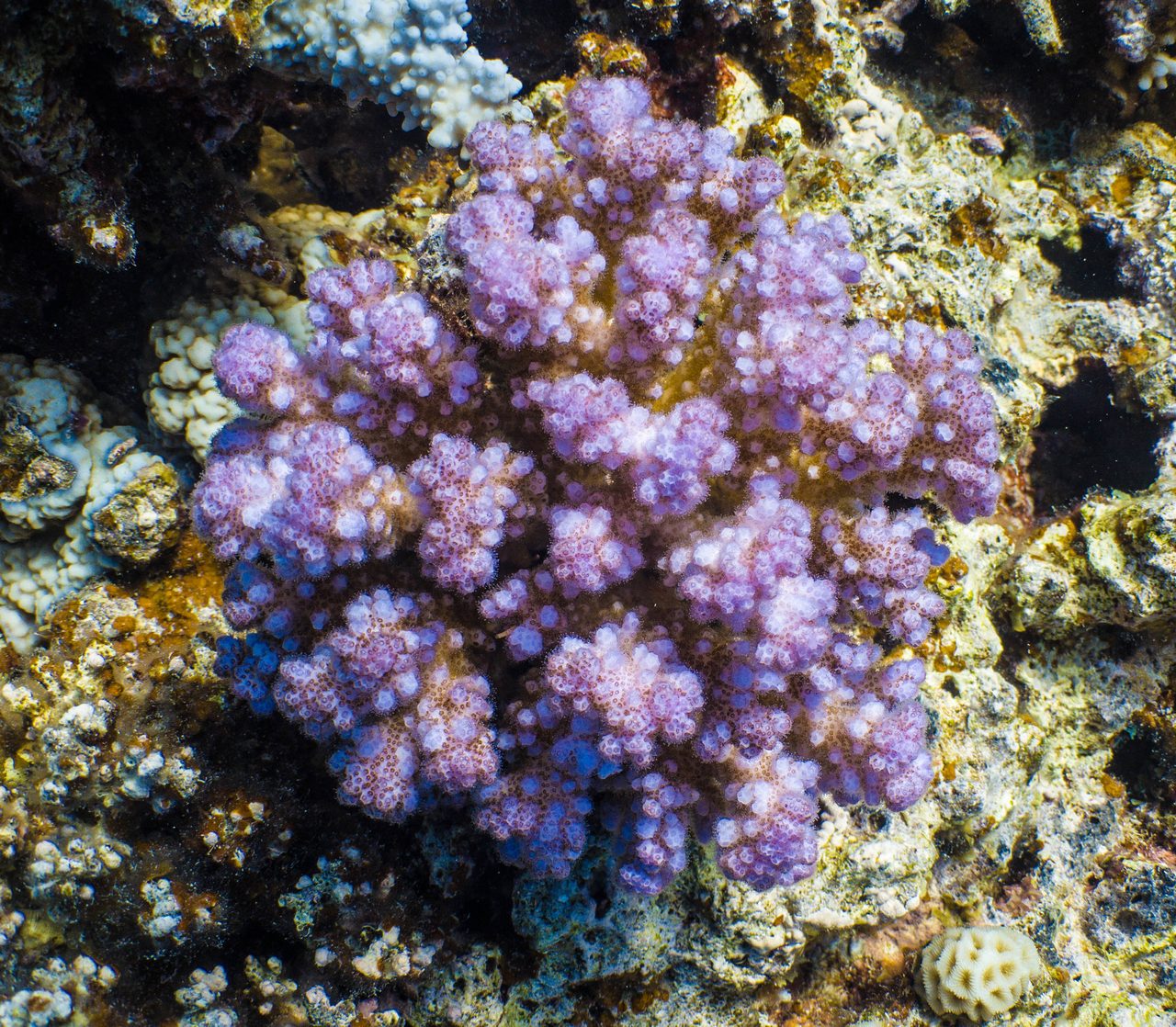 Cauliflower Coral