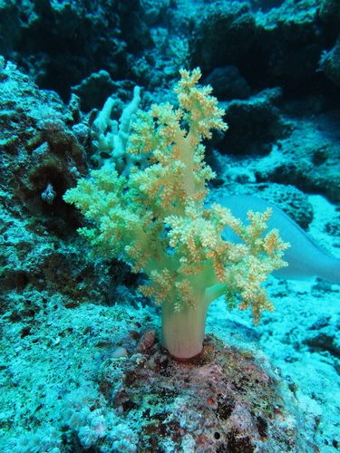 Tree Soft Coral