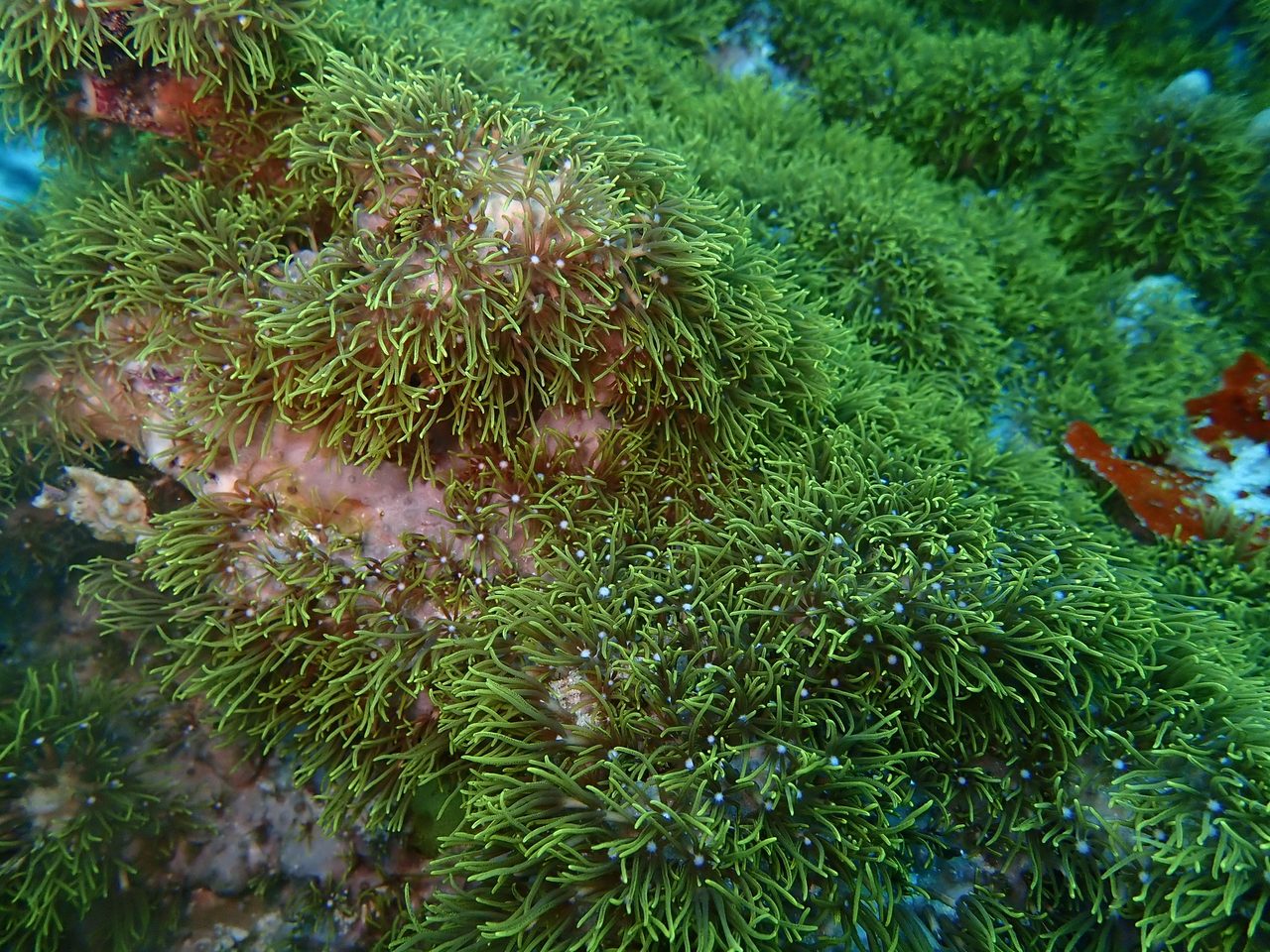 Green Star Polyps
