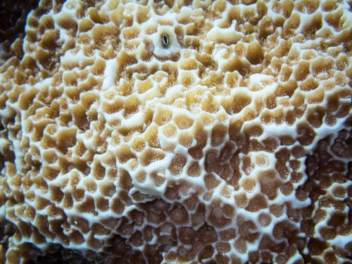Pitted Rice Coral