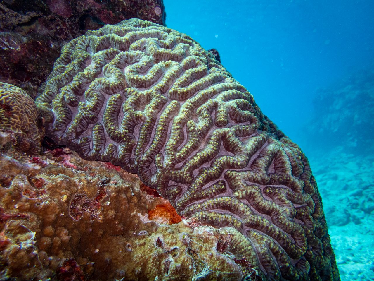 Wells' Brain Coral