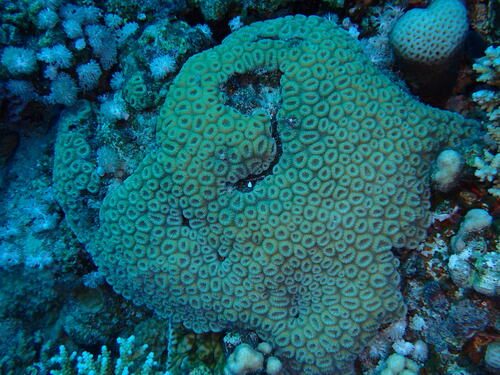Honeycomb Coral
