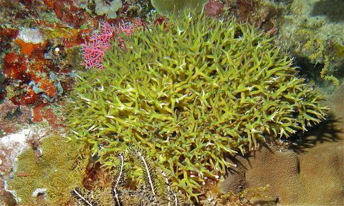 Needle Coral