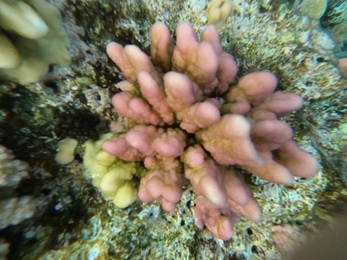 Wells' Cauliflower Coral