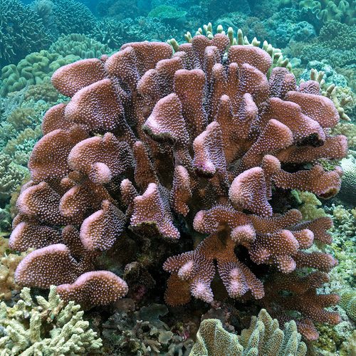 Large Cauliflower Coral