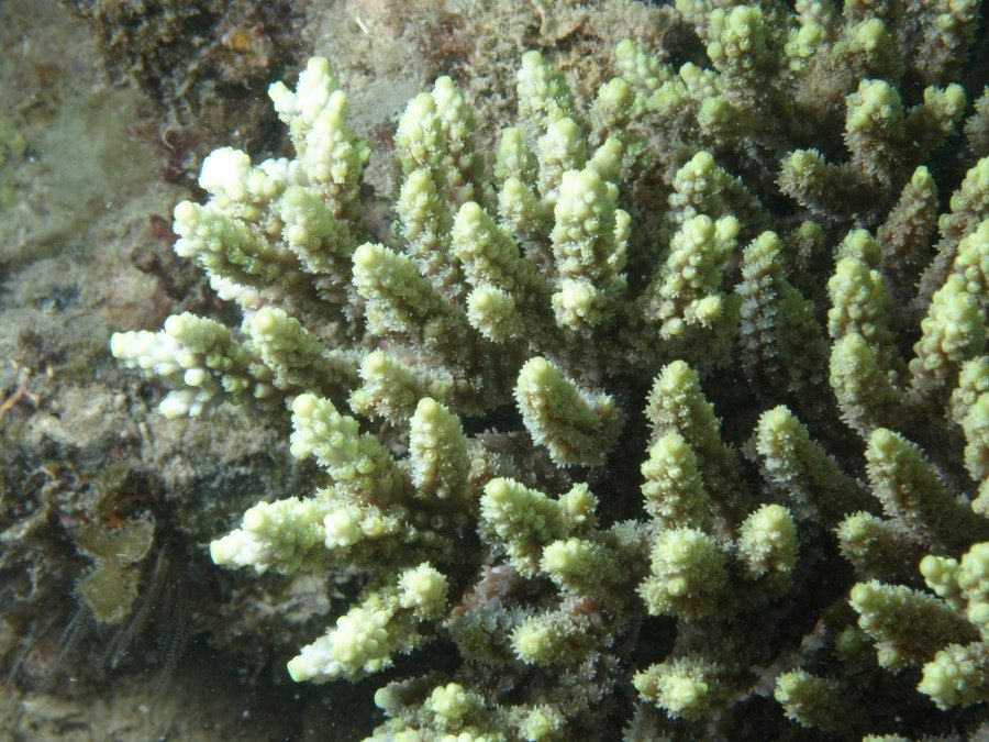 Sharp Staghorn Coral