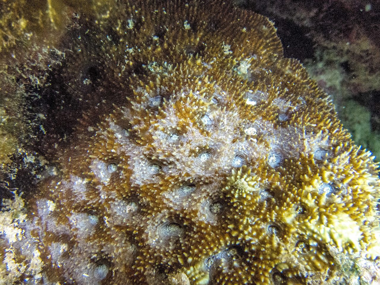 Acanthastrea