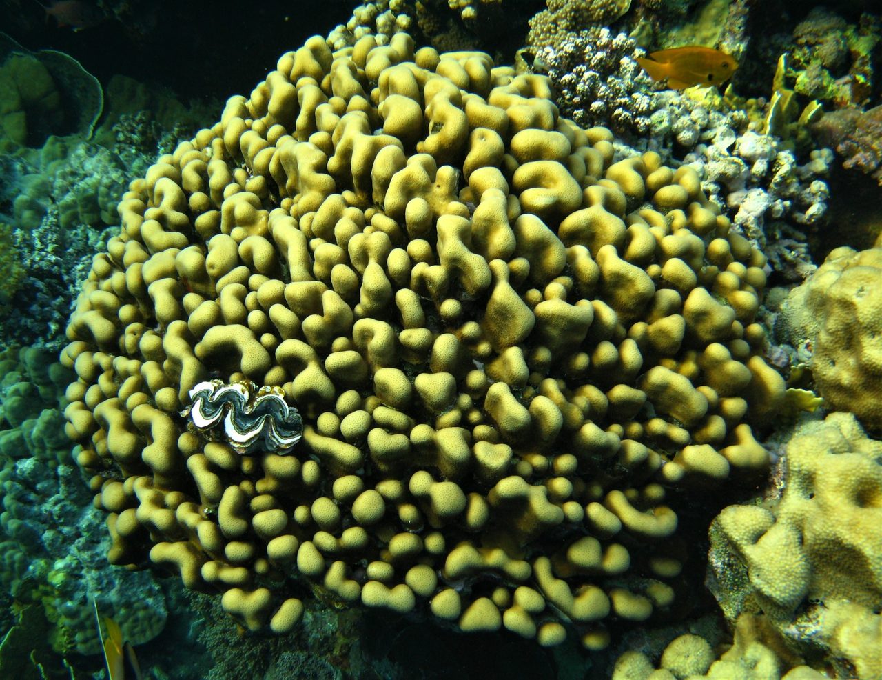 Wass' Star Coral