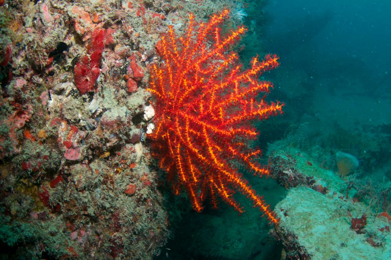Orange Tree Gorgonian
