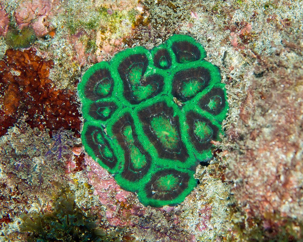 Bowerbank's Coral