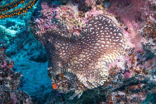 Russell's Star Coral