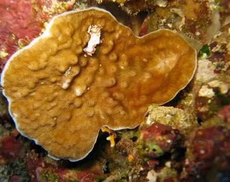 Leptoseris