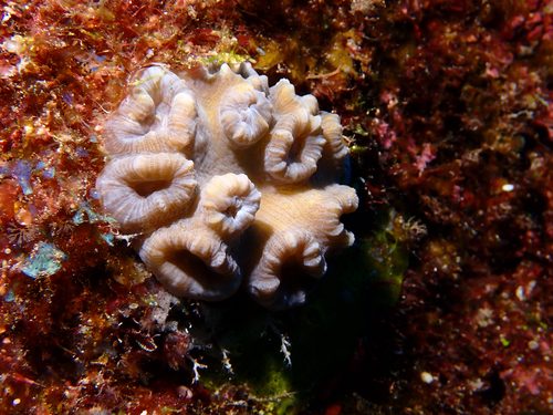 Swollen Candy Cane Coral