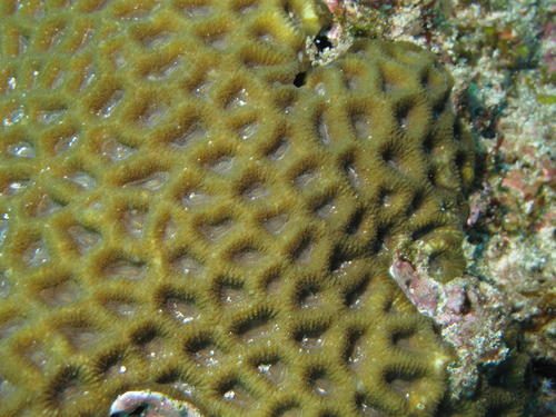 Flattened Star Coral