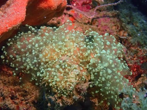 Frogspawn Coral
