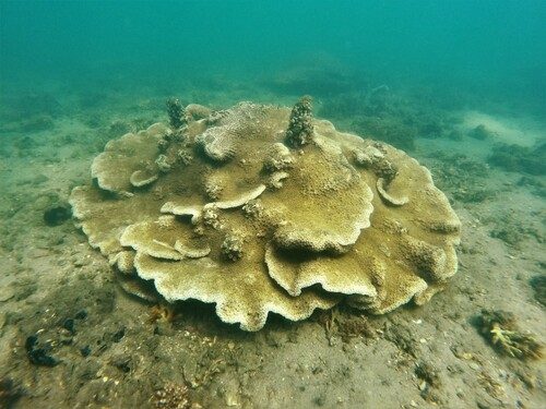Pagoda Cup Coral