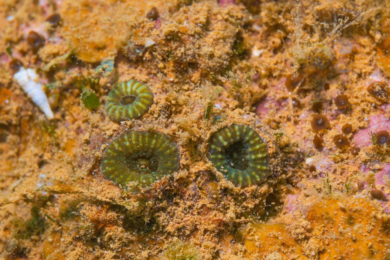 Pacific Micromussa
