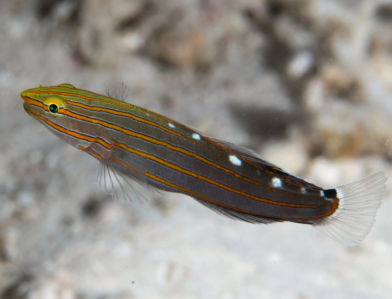 Rainford's Goby