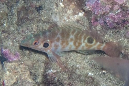 Two-Spotted Hawkfish