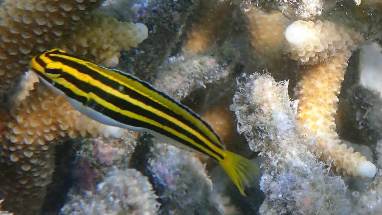 Lined Fangblenny