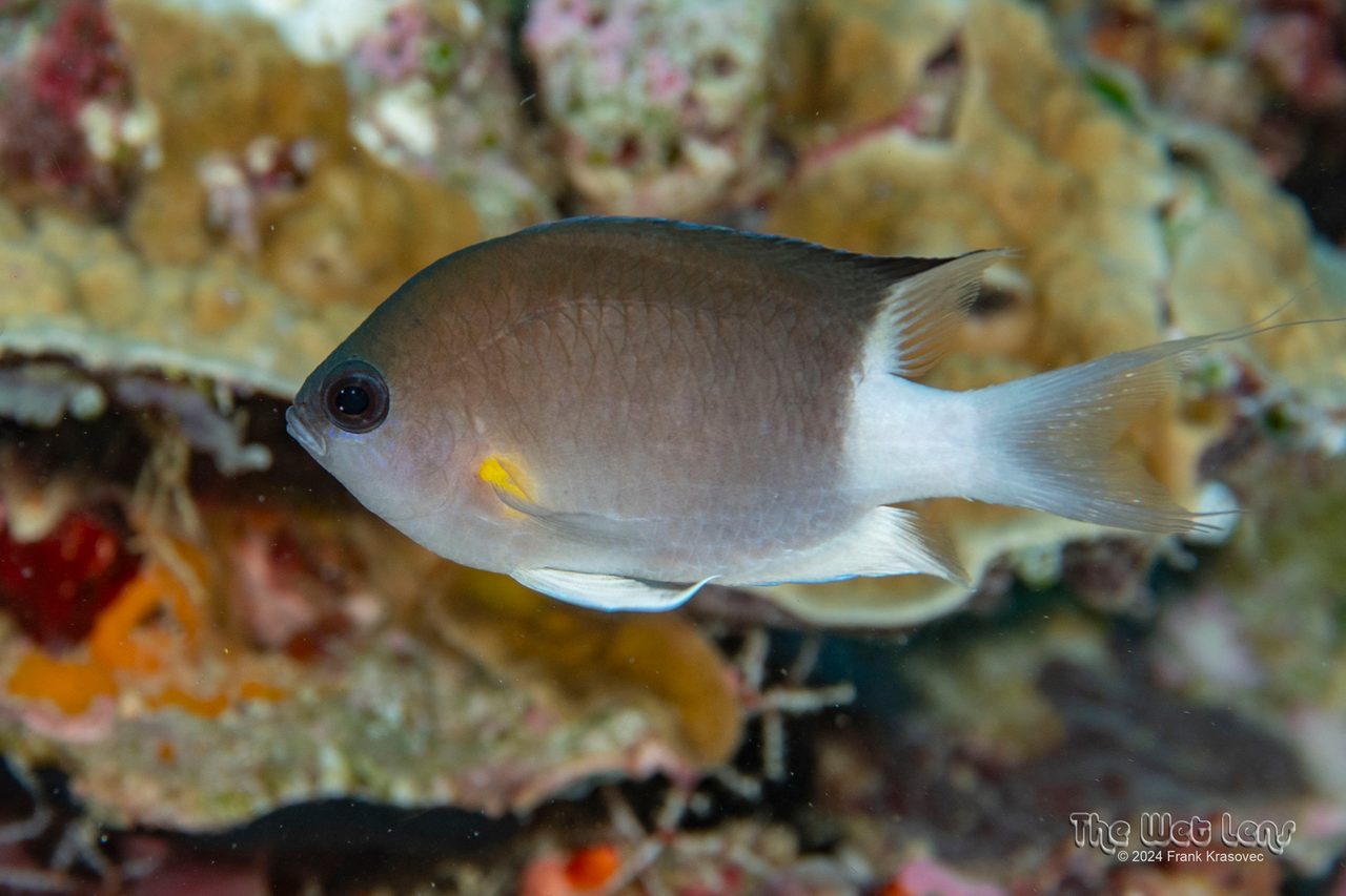 Pearl-Fin Chromis