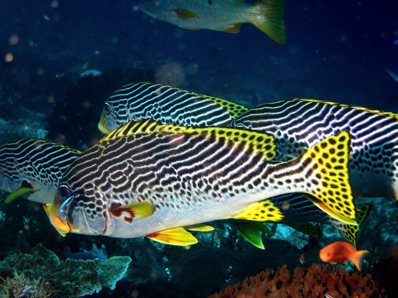 Dogfish Orientalis