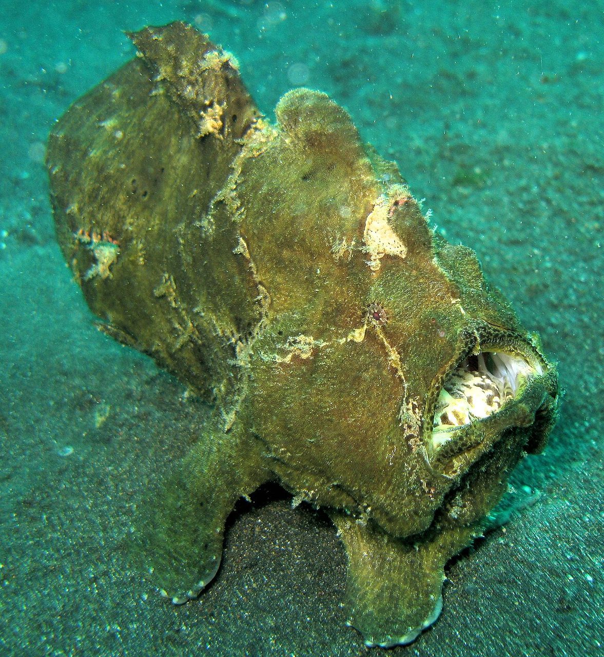 Black Angler