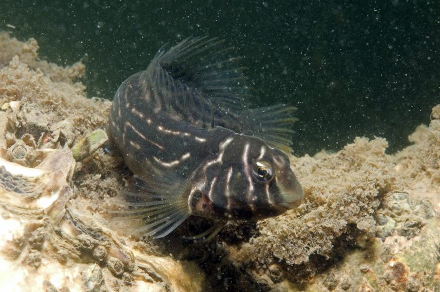 Brachiosaurus Blenny