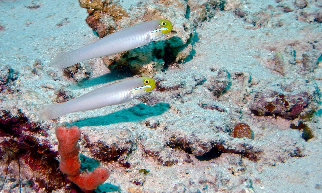 Blue-Banded Goby