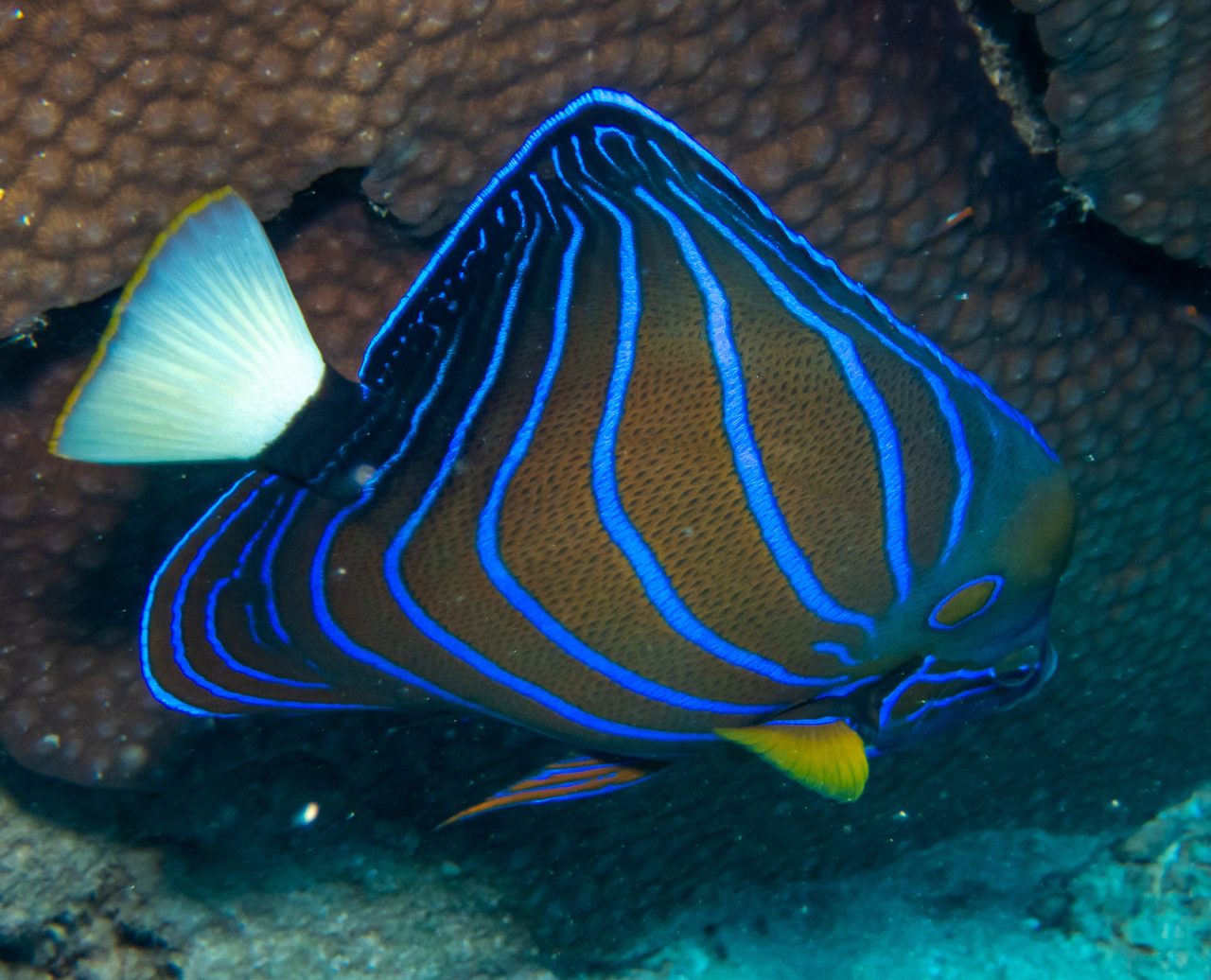 Bluering Angelfish