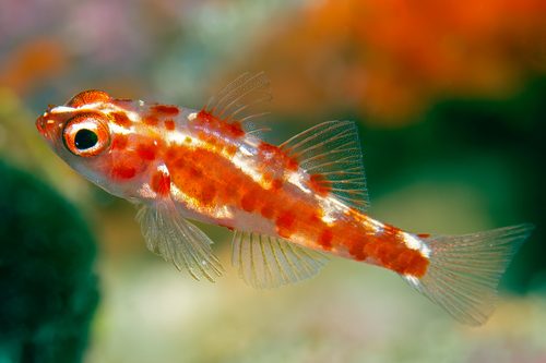 Red Spotted Goby