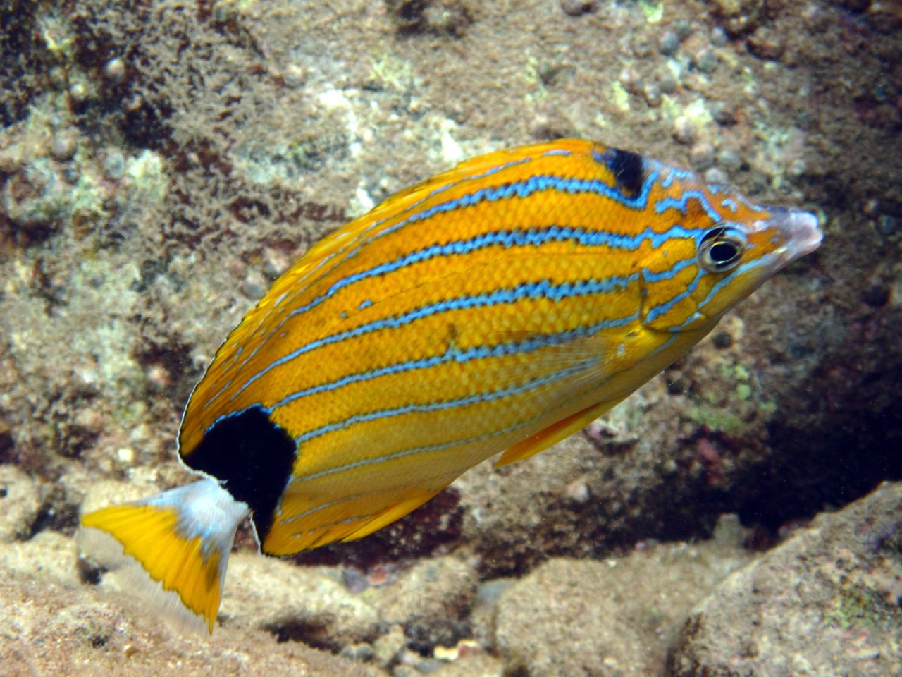 Bluestriped Butterflyfish