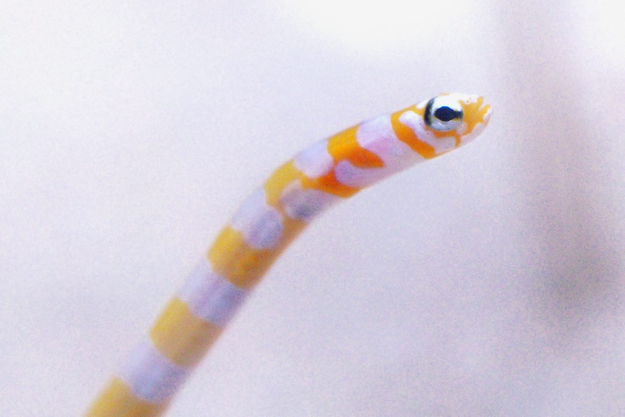 Magnificent Garden Eel